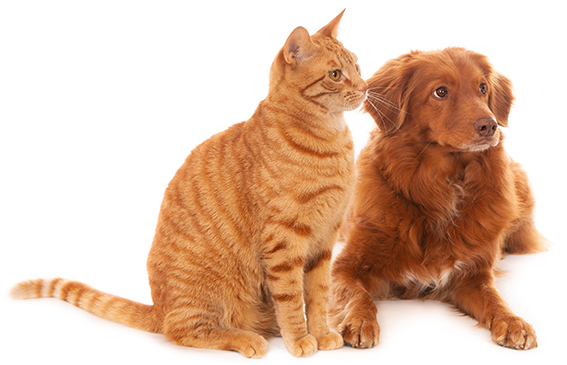 dierenarts Julianadorp